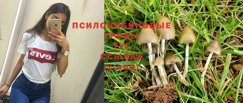 blacksprut рабочий сайт  Долинск  Псилоцибиновые грибы Psilocybe  купить наркотики сайты 